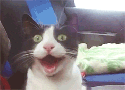 GIF of a happy cat